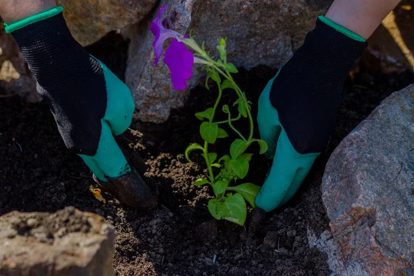 Toprakta çiçek dikim bahçıvanlar el