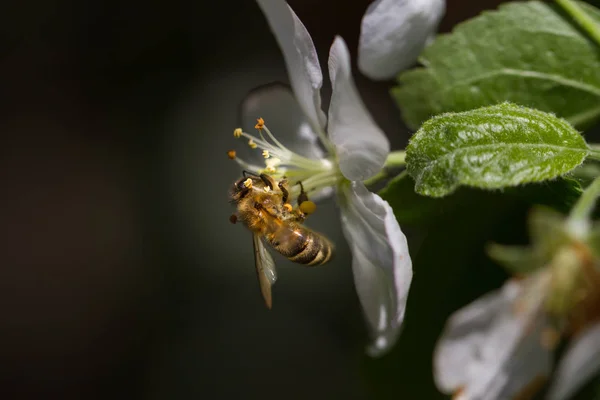 Пчела Сидит Цветке Куста Цветущего Яблоней Опыляет — стоковое фото