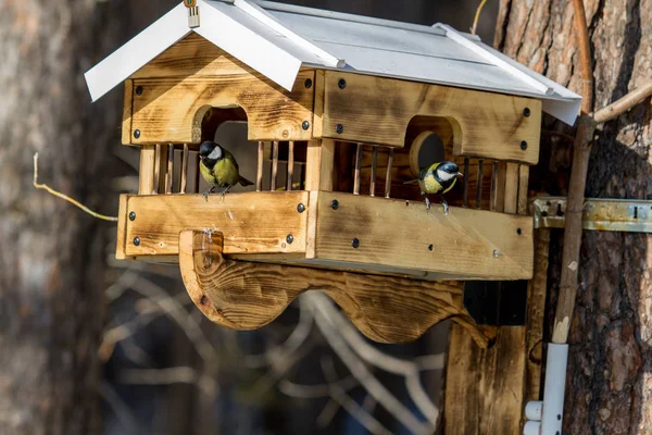 Bird Feeder Hangs Tree Winter Frosty Day — Stock Photo, Image