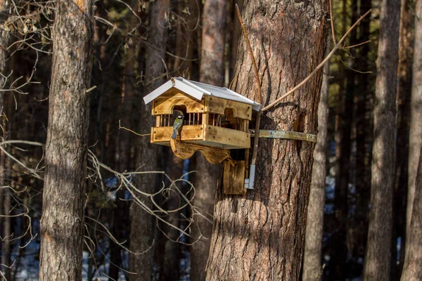 Bird Feeder Hangs Tree Winter Frosty Day — Stock Photo, Image