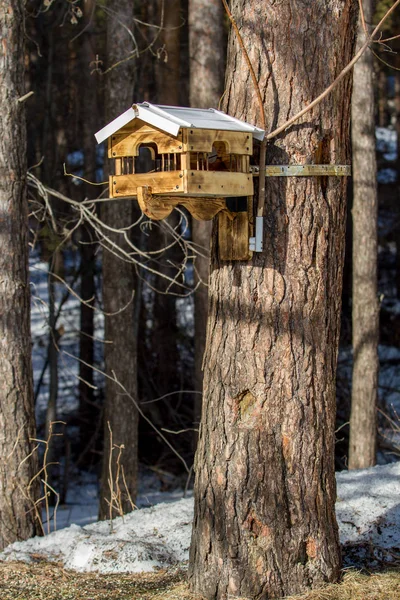 Bird Feeder Hangs Tree Winter Frosty Day — Stock Photo, Image