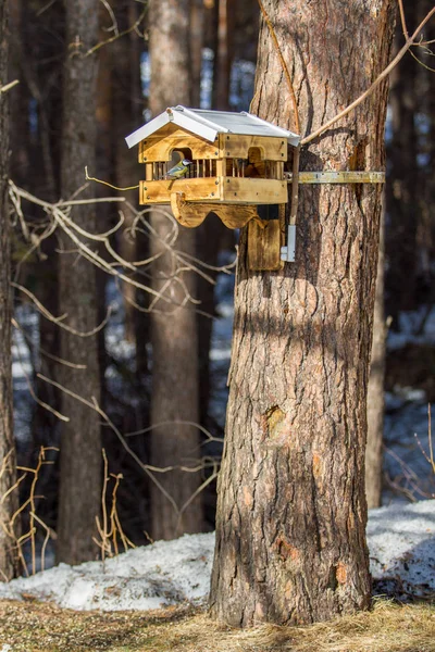 Bird Feeder Hangs Tree Winter Frosty Day — Stock Photo, Image