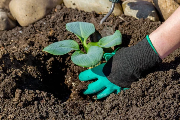 Jardiniers Plantation Manuelle Fleurs Pot Avec Saleté Terre Images De Stock Libres De Droits