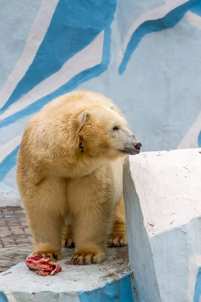 Grande Orso Bianco Con Pezzo Carne Nello Zoo Della Città — Foto Stock