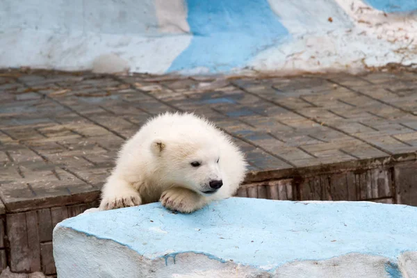 Petit Ours Blanc Zoo Ville — Photo