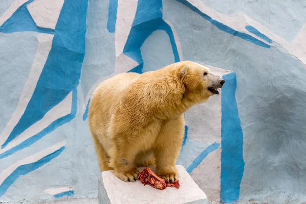 Grand Ours Blanc Avec Morceau Viande Dans Zoo Ville — Photo