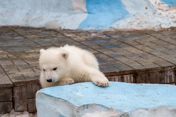 Petit Ours Blanc Zoo Ville — Photo