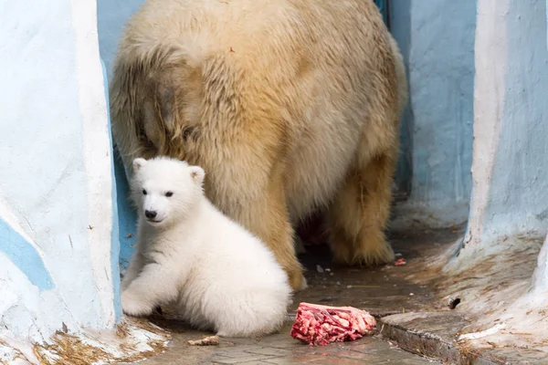 Grand Ours Blanc Petit Ours Mange Viande — Photo