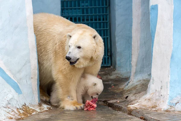 Grand Ours Blanc Petit Ours Mange Viande — Photo