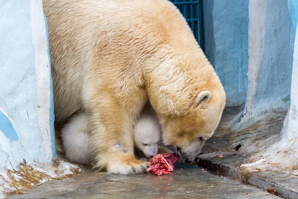 White big bear and little bear eats meat