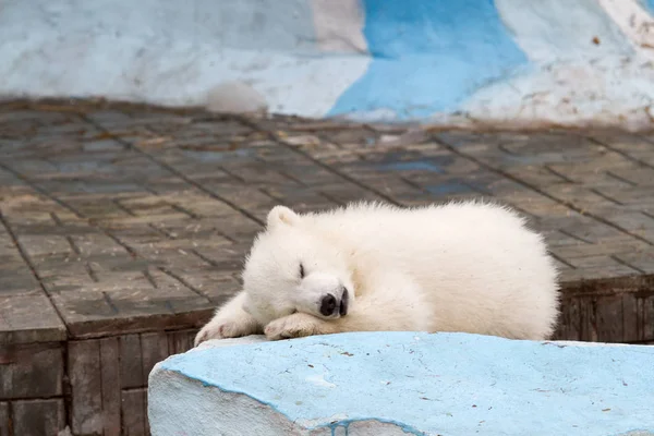 小白熊在城市动物园里 免版税图库图片