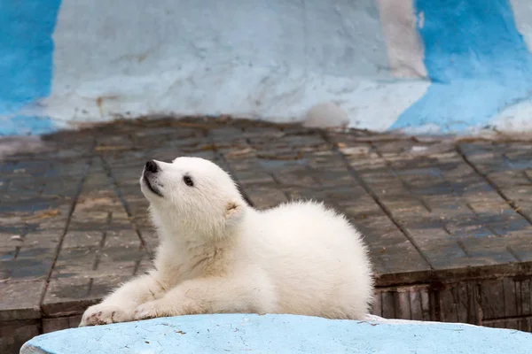 Pequeño Oso Blanco Zoológico Ciudad Imagen de archivo