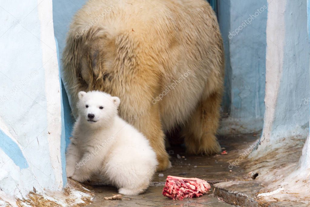 White big bear and little bear eats meat