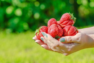 taze çilek insan yeşil çim zemin üzerine el.