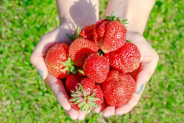 Fresas Frescas Mano Humana Sobre Hierba Verde Fondo — Foto de Stock