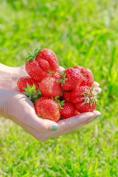 Fresas Frescas Mano Humana Sobre Hierba Verde Fondo — Foto de Stock