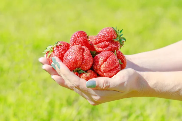 Fresas Frescas Mano Humana Sobre Hierba Verde Fondo — Foto de Stock