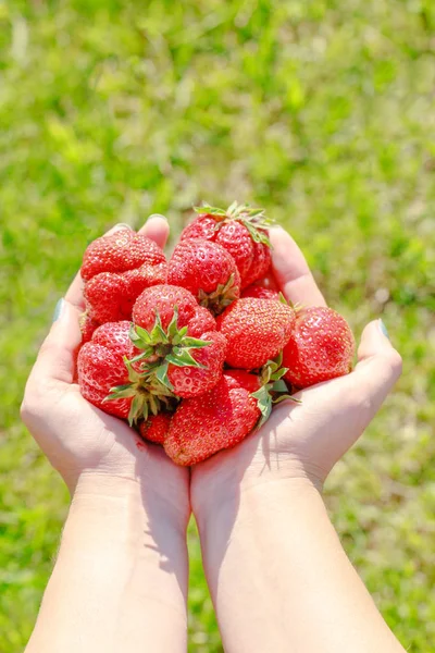 Fresas Frescas Mano Humana Sobre Hierba Verde Fondo — Foto de Stock