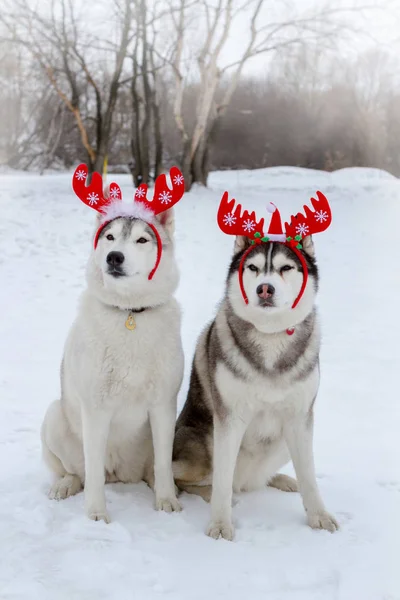 Породистые Собаки Хаски Зимой Белом Снегу Рогами Голове Новый Год — стоковое фото