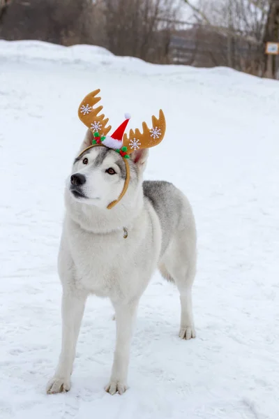 Thoroughbred Dogs Husky Winter White Snow Horns His Head New — Stock Photo, Image