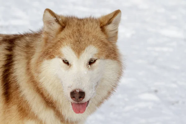 Rassehund Malamute Winter Auf Dem Weißen Schnee — Stockfoto