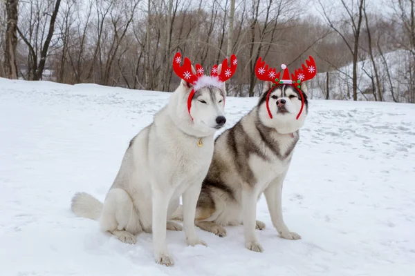 Los Perros Raza Entera Husky Invierno Nieve Blanca Con Cuernos Imagen de stock