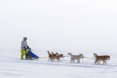 Kışın kar üzerinde kızak köpek yarış kızağı arkasına saklanmış kadın ezme.