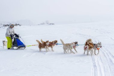 Kışın kar üzerinde kızak köpek yarış kızağı arkasına saklanmış kadın ezme.