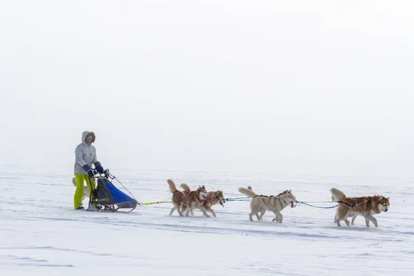 Mujer Musher Escondido Detrás Del Trineo Trineo Carrera Perros Nieve — Foto de Stock