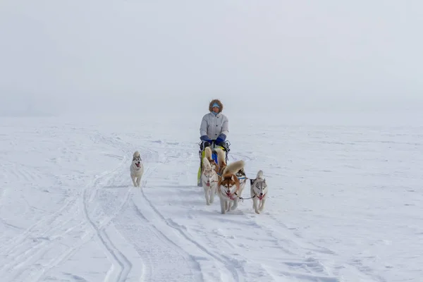 Mulher Musher Escondendo Atrás Trenó Trenó Corrida Cães Neve Inverno — Fotografia de Stock