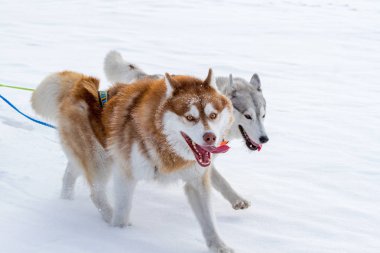 Bir kızak kış husky köpekleri bir grup.