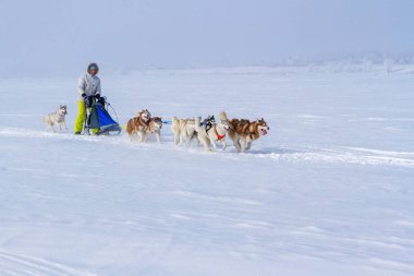 Kışın kar üzerinde kızak köpek yarış kızağı arkasına saklanmış kadın ezme.