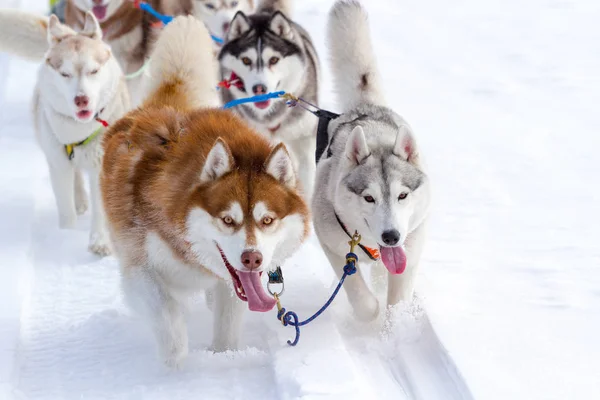 Grupo Cães Husky Trenó Inverno — Fotografia de Stock