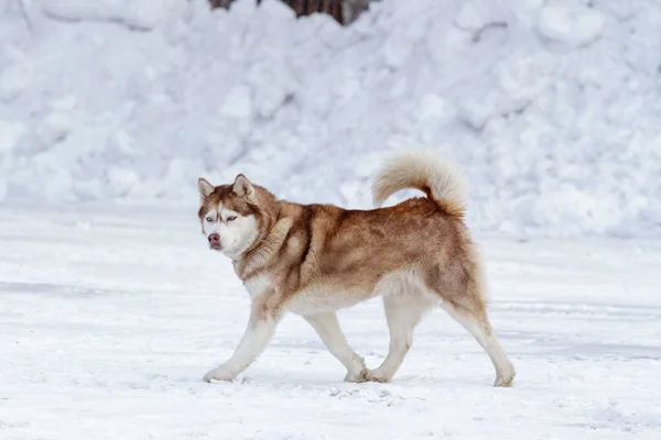 Rasowy Pies Husky Zimie Białym Śniegu — Zdjęcie stockowe