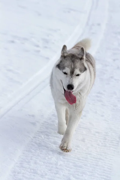 Kışın Kar Üzerinde Kızak Köpek Yarış Kızağı Arkasına Saklanmış Kadın — Stok fotoğraf