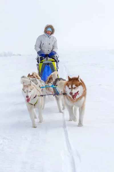 Mulher Musher Escondendo Atrás Trenó Trenó Corrida Cães Neve Inverno — Fotografia de Stock