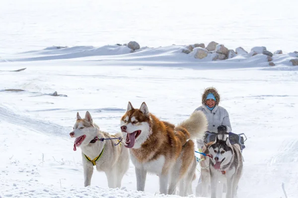 Mulher Musher Escondendo Atrás Trenó Trenó Corrida Cães Neve Inverno — Fotografia de Stock