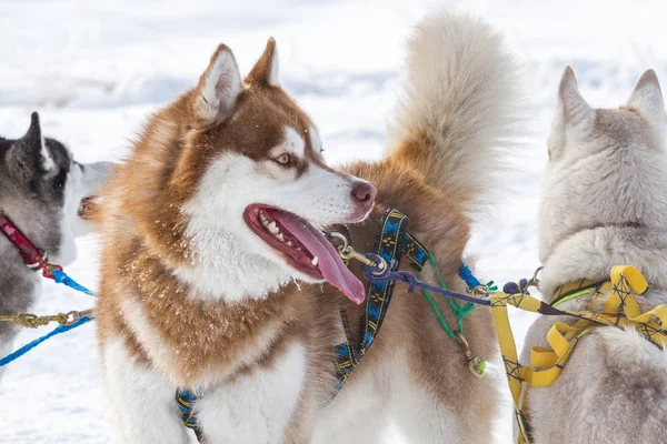 Grupo Cães Husky Trenó Inverno — Fotografia de Stock