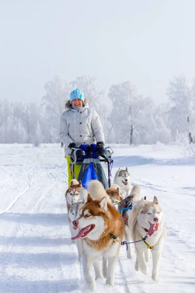 Maszer Kobieta Chowając Się Saniami Wyścigu Psich Zaprzęgów Śniegu Zimie — Zdjęcie stockowe