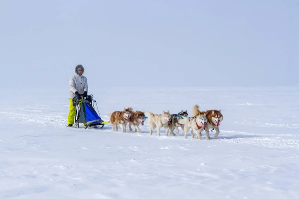 Mulher Musher Escondendo Atrás Trenó Trenó Corrida Cães Neve Inverno — Fotografia de Stock