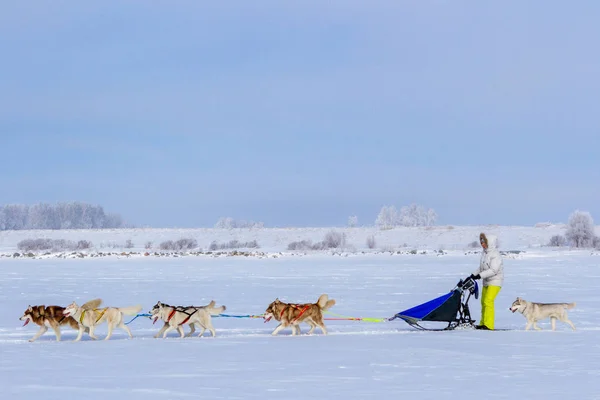 Mujer Musher Escondido Detrás Del Trineo Trineo Carrera Perros Nieve — Foto de Stock