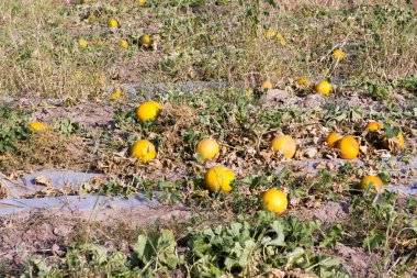 Kavun ve karpuz Aç alanında, tatlı meyve büyümek.