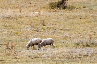 tepede otlayan koyun sürüsü.