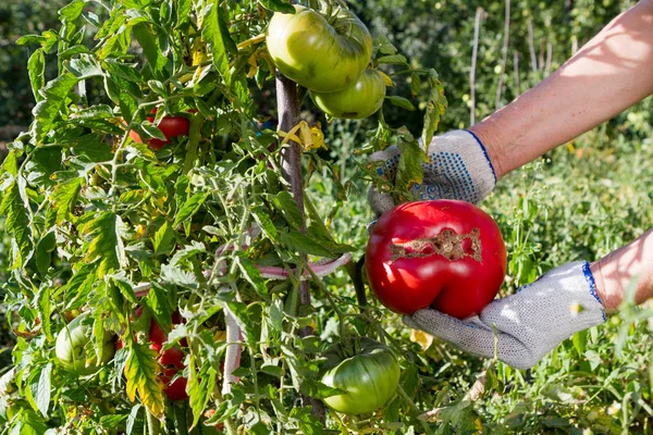 Sebuah Tomat Merah Besar Matures Taman Tempat Tidur — Stok Foto
