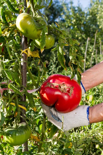 Sebuah Tomat Merah Besar Matures Taman Tempat Tidur — Stok Foto