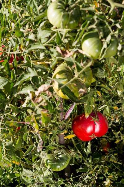 Grande Tomate Vermelho Amadurece Jardim Uma Cama — Fotografia de Stock