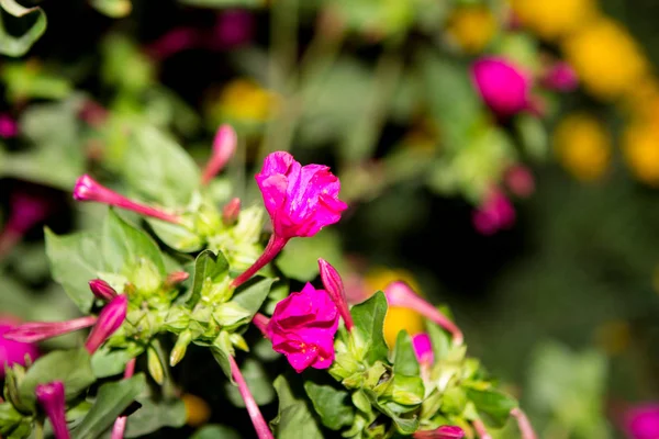 夏の庭でオシロイバナ ジャラパ — ストック写真