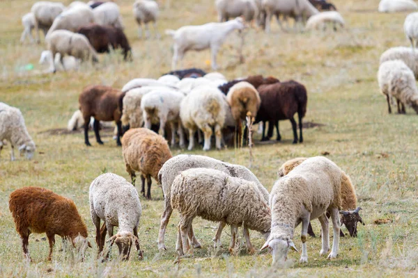 Nyáj Birka Legelészik Hegyen — Stock Fotó