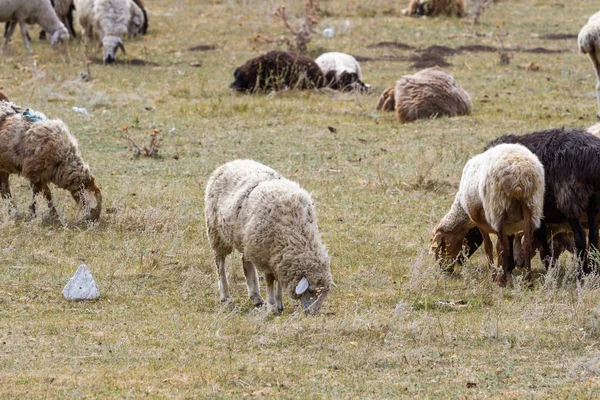 Nyáj Birka Legelészik Hegyen — Stock Fotó