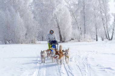 Kışın kar üzerinde kızak köpek yarış kızağı arkasına saklanmış kadın ezme.